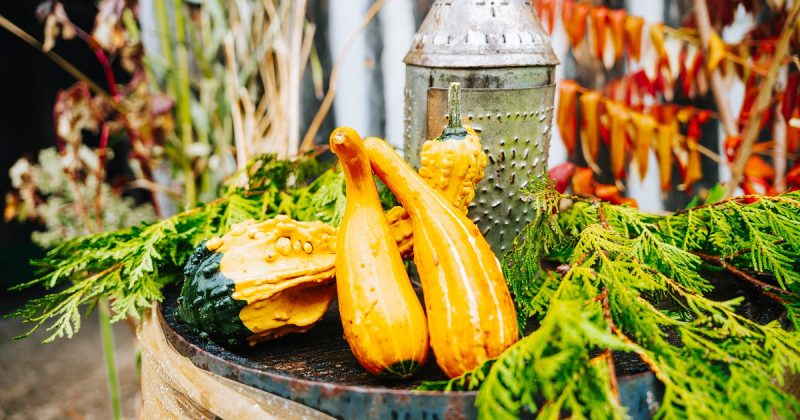 Decorative gourds, cedar and landers sit on a barrel surrounded by fall foliage