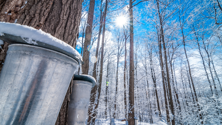 A wintery forest with metal sap buckets in the foreground
