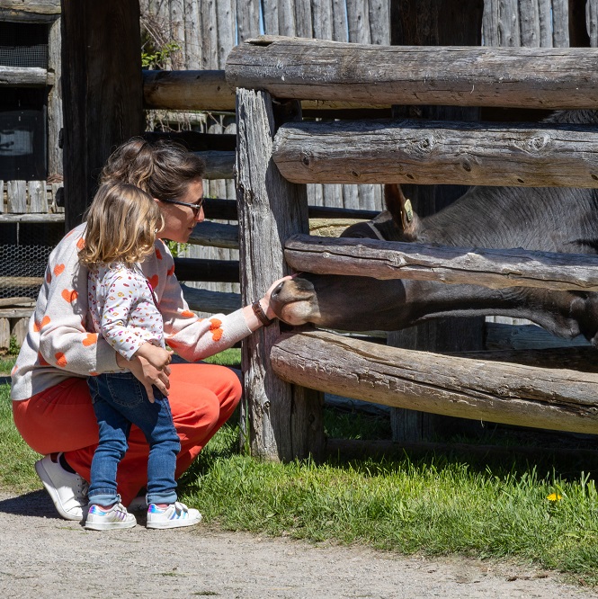 A mom and young girl feed a heritage cow at Sainte-Marie