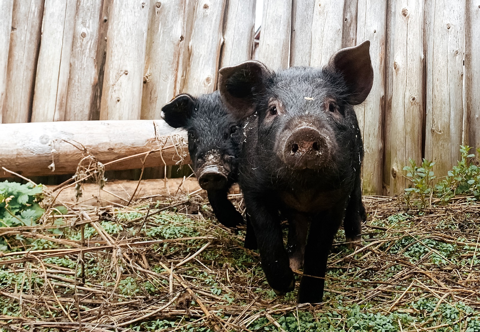 two heritage pigs on site