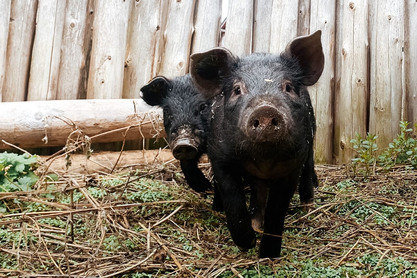 two heritage pigs on site
