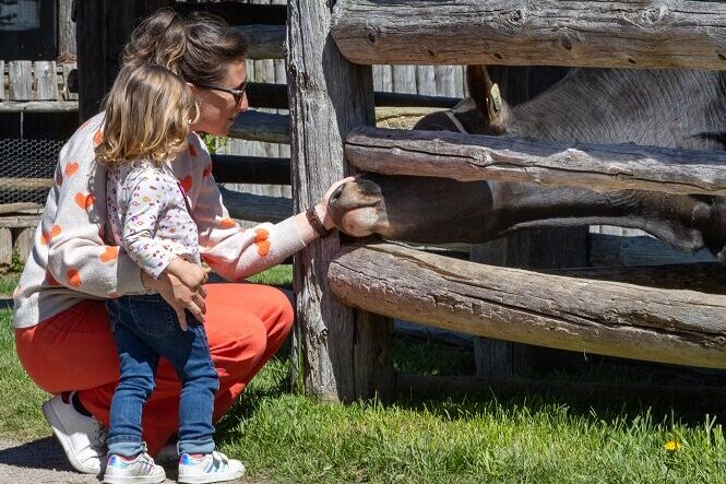 A mom and young girl feed a heritage cow at Sainte-Marie