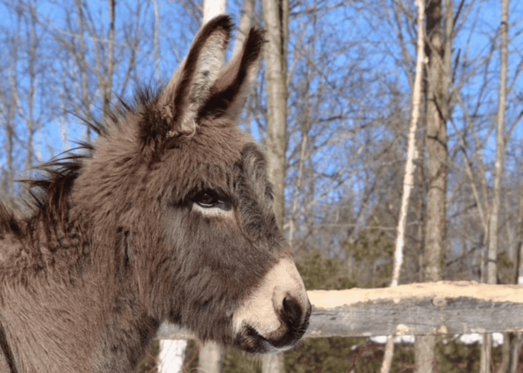 miniature donkey