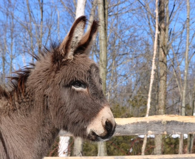 Bennett the miniature donkey