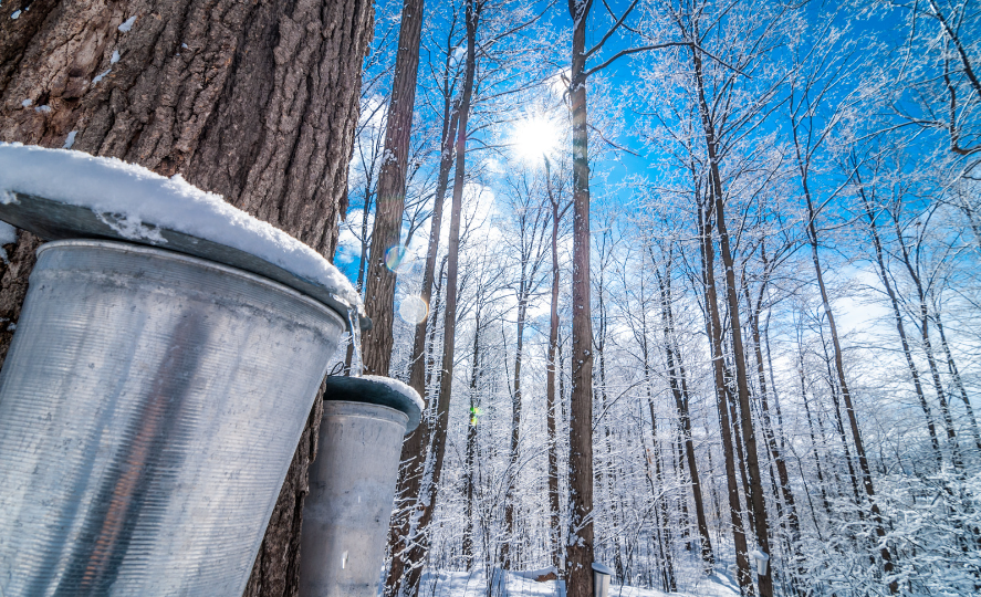 Buckets hanging on maple trees in a snowy forest
