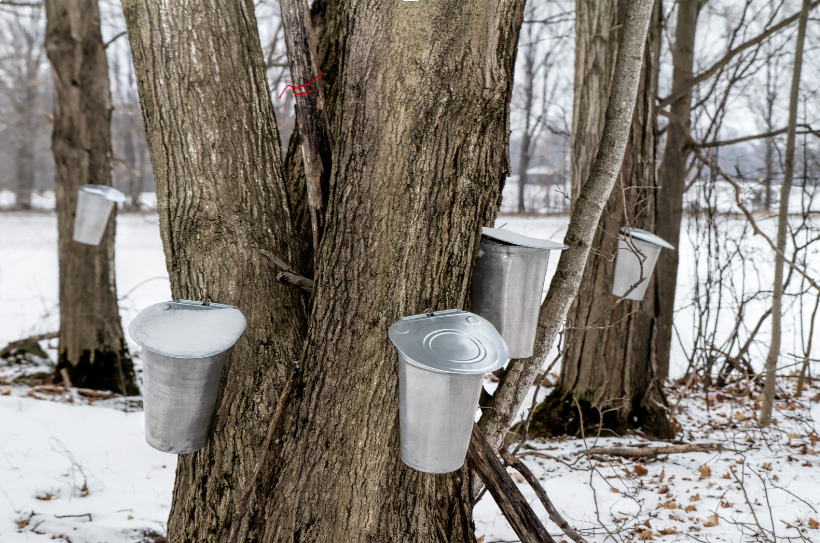 maple syrup buckets on large maple trees