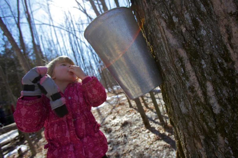 A young visitor of the Wye Marsh sampling sweetwater